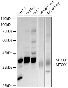 MTCO1 Rabbit polyclonal antibody