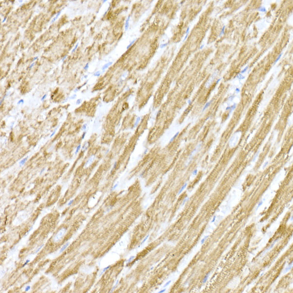 MTCO1 Rabbit polyclonal antibody