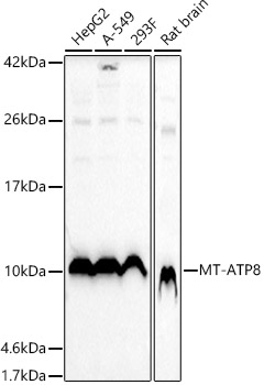 MT-ATP8 Rabbit polyclonal antibody