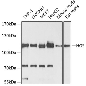 HGS Rabbit polyclonal antibody