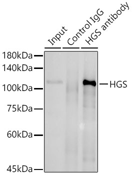 HGS Rabbit polyclonal antibody