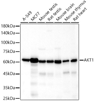 AKT1 Rabbit monoclonal antibody
