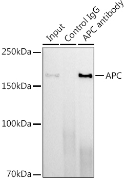 APC Rabbit monoclonal antibody