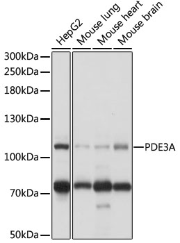 PDE3A Rabbit polyclonal antibody