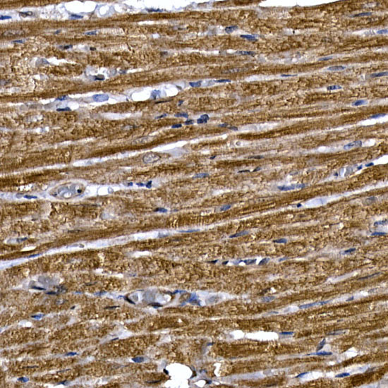 PDE3A Rabbit polyclonal antibody