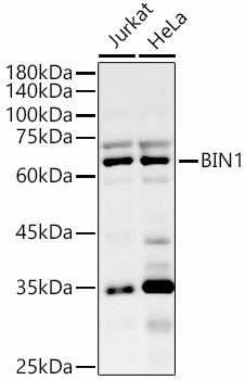 BIN1 Rabbit polyclonal antibody
