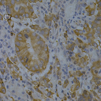 BIN1 Rabbit polyclonal antibody