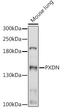 PXDN Rabbit polyclonal antibody