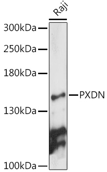 PXDN Rabbit polyclonal antibody