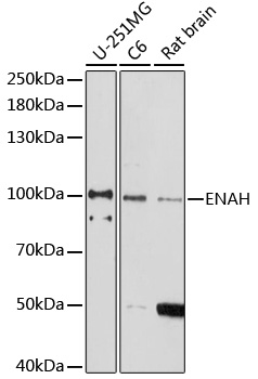 ENAH Rabbit polyclonal antibody