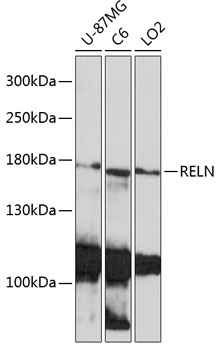 RELN Rabbit polyclonal antibody