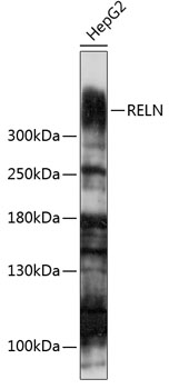 RELN Rabbit polyclonal antibody