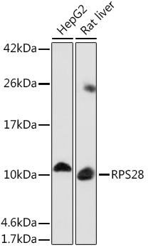 RPS28 Rabbit polyclonal antibody