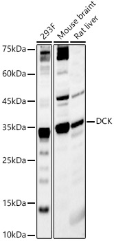 DCK Rabbit polyclonal antibody