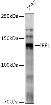IRE1 Rabbit polyclonal antibody