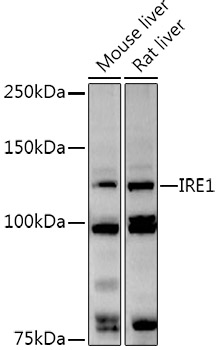 IRE1 Rabbit polyclonal antibody