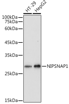 NIPSNAP1 Rabbit polyclonal antibody