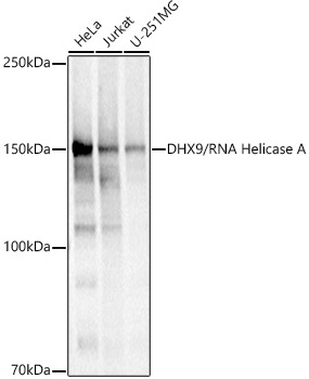 DHX9/RNA Helicase A Rabbit polyclonal antibody