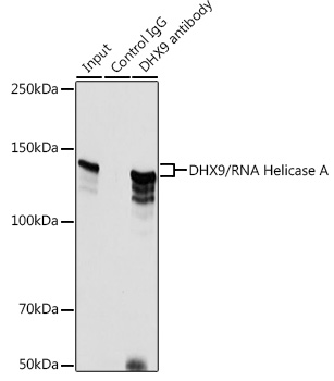 DHX9/RNA Helicase A Rabbit polyclonal antibody