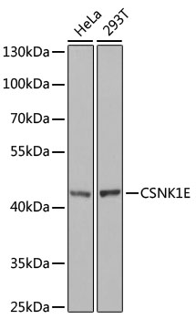 [KO Validated] CSNK1E Rabbit polyclonal antibody