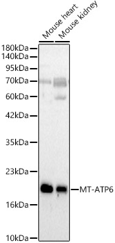 MT-ATP6 Rabbit polyclonal antibody