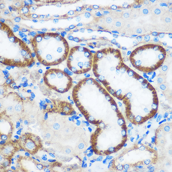 PEBP4 Rabbit polyclonal antibody