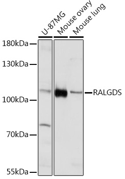 RALGDS Rabbit polyclonal antibody