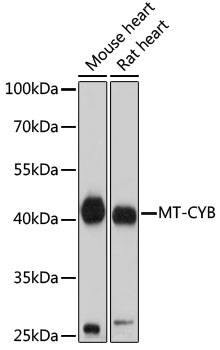 MT-CYB Rabbit polyclonal antibody