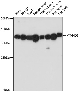 MT-ND1 Rabbit polyclonal antibody