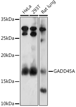 GADD45A Rabbit polyclonal antibody