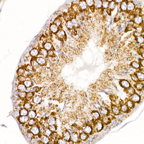 MT-ND4 Rabbit polyclonal antibody