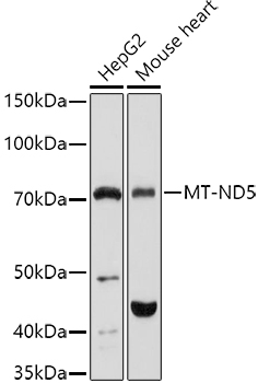 MT-ND5 Rabbit polyclonal antibody