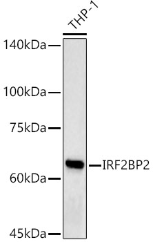 IRF2BP2 Rabbit polyclonal antibody