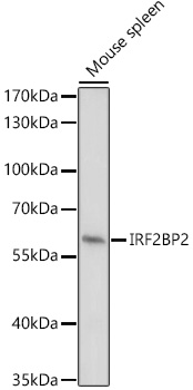 IRF2BP2 Rabbit polyclonal antibody
