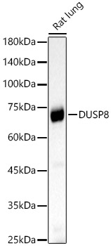DUSP8 Rabbit polyclonal antibody