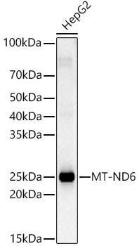 MT-ND6 Rabbit polyclonal antibody