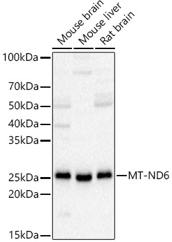 MT-ND6 Rabbit polyclonal antibody