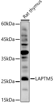 LAPTM5 Rabbit polyclonal antibody