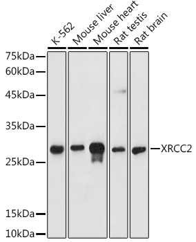 XRCC2 Rabbit polyclonal antibody