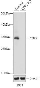 [KO Validated] CDK2 Rabbit polyclonal antibody