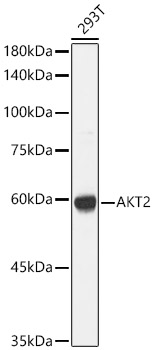 AKT2 Rabbit polyclonal antibody