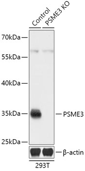 [KO Validated] PSME3 Rabbit polyclonal antibody