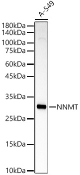 NNMT Rabbit polyclonal antibody