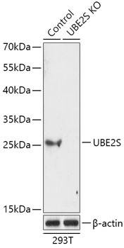 [KO Validated] UBE2S Rabbit polyclonal antibody