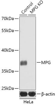 [KO Validated] MPG Rabbit polyclonal antibody