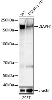 [KD Validated] DIAPH1 Rabbit polyclonal antibody