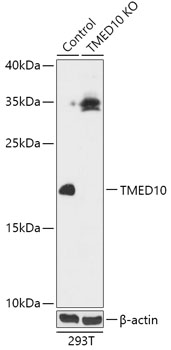 [KO Validated] TMED10 Rabbit polyclonal antibody