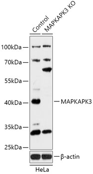 [KO Validated] MAPKAPK3 Rabbit polyclonal antibody