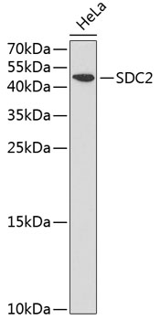 SDC2 Rabbit polyclonal antibody