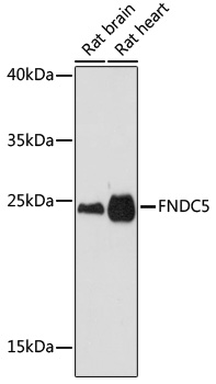 FNDC5 Rabbit polyclonal antibody